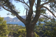 calanques de port pin port miou