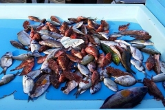 Marseille Vieux Port