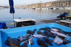 Marseille Vieux Port Pêcheurs Dorades Limande